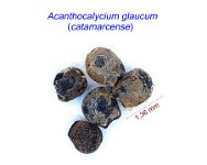 Acanthocalycium glaucum catamarcense.jpg
